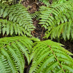 green fern leaves