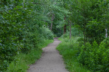 Forest landscape: a sandy path among green bushes and trees in the forest