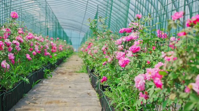 Artificially planted roses in greenhouses