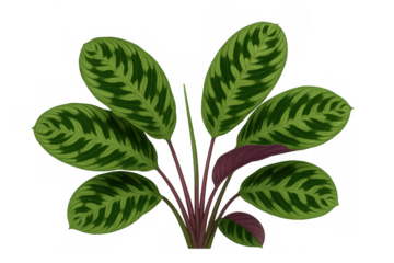 Maranta prayer plant showing patterned green leaves with purple undersides, transparent background