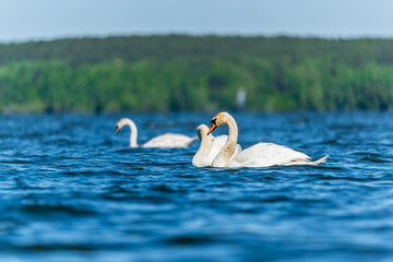 Fototapeta premium Three graceful white swans swims in the lake, swans in the wild.