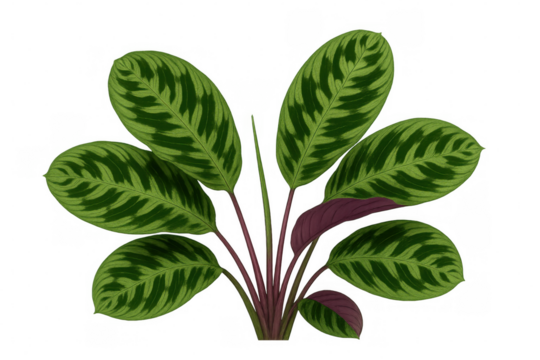 Maranta prayer plant showing patterned green leaves with purple undersides, transparent background