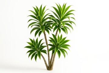 Mature pleomele multi cane specimen with irregular woody stems and layered whorls of leaves