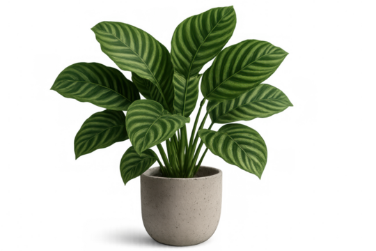 Calathea orbifolia plant with wide, striped green leaves growing in a round textured concrete pot. Transparent background