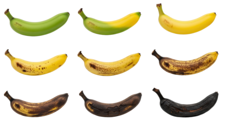 Banana ripening stages showing progression from green to yellow to overripe, perfect for food waste concepts