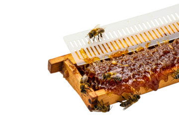 Honey bees on a wooden frame with fresh propolis and honeycomb on a transparent background