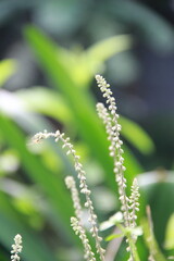 close up of a flower