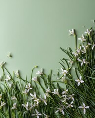 Delicate White Ornithogalum Flowers on Soft Green Background, Minimalist Floral Arrangement.