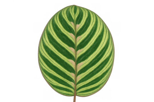 Calathea makoyana leaf with distinctive striped green pattern, an ornamental tropical houseplant foliage, transparent background