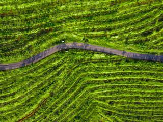 Replanting or rejuvenating rubber forests offers various benefits, including increased latex...