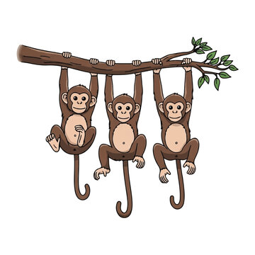 3 monkeys hanging with their long arms