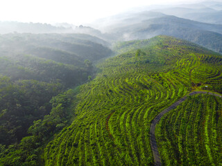 Replanting or rejuvenating rubber forests offers various benefits, including increased latex...