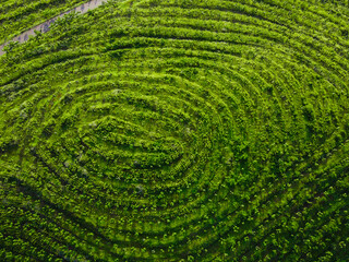Replanting or rejuvenating rubber forests offers various benefits, including increased latex production and wood utilization. Replanting with superior seedlings will significantly increase latex
