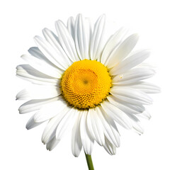 A white daisy with a vibrant yellow center isolated on transparent background