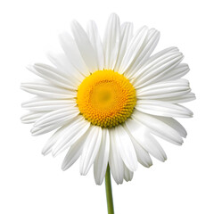 Naklejka premium A white daisy with a vibrant yellow center isolated on transparent background