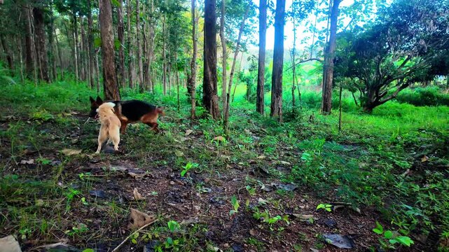 4K footage of a German Shepherd and a small gray dog playfully interacting and having fun together by a natural pond, surrounded by lush green trees. The candid and lively moment highlights joy, compa