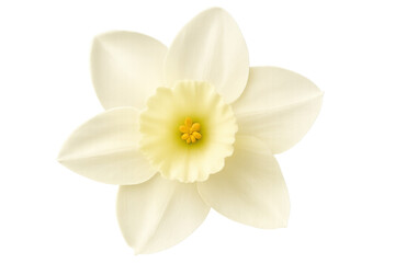 Obraz premium White daffodil flower detailed close-up, showing yellow trumpet and petals, symbolizing spring and renewal on transparent background
