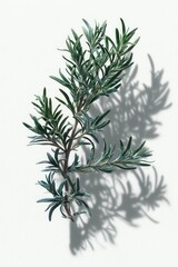 Elegant sprig of rosemary casting a shadow on white textured background, studio shot, botanical illustration, close-up