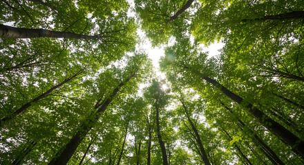 Obraz premium Looking up through a dense forest canopy with sunlight filtering through the green leaves above us