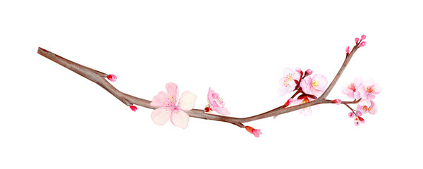 Cherry blossom branch with tender pink buds, natural brown tones. Hand-painted watercolor clip art isolated on white, perfect for spring design, floral decor, invitations, and Asian-inspired projects.
