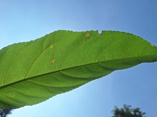 Wild plant leaf with clear blue sky background, showing natural beauty, tropical freshness, and vibrant contrast in outdoor nature.