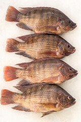 Tilapia fresca sobre hielo, producto de acuacultura. Tilapia fresca colocada sobre hielo, mostrando...