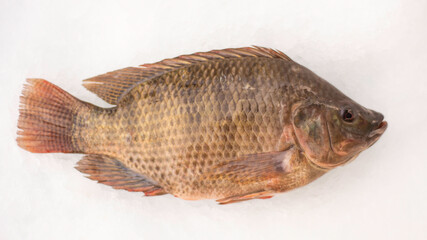Tilapia fresca sobre hielo, producto de acuacultura. Tilapia fresca colocada sobre hielo, mostrando...