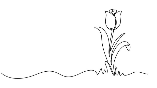 Continuous one line drawing of beautiful spring tulip flowers graphic animation, Continuous one line drawing of beautiful spring flowers graphic animation. Alpha channel. Single line art bouquet.