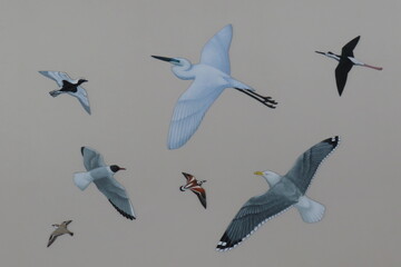 たくさんの野鳥