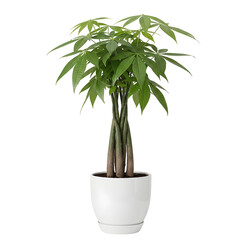 Money tree in a white pot a popular houseplant isolated on white background
