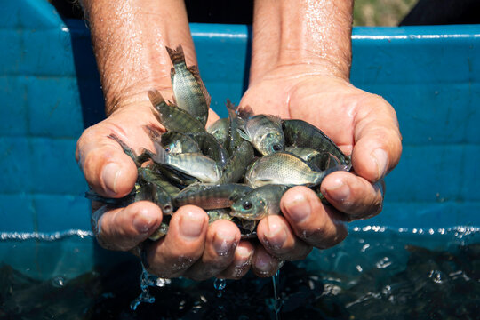 Manos de un trabajador sosteniendo alevines de tilapia sobre agua durante una pr&aacute;ctica de acuacultura. Imagen documental que muestra el manejo de peces juveniles en procesos de producci&oacute;n sustentable,