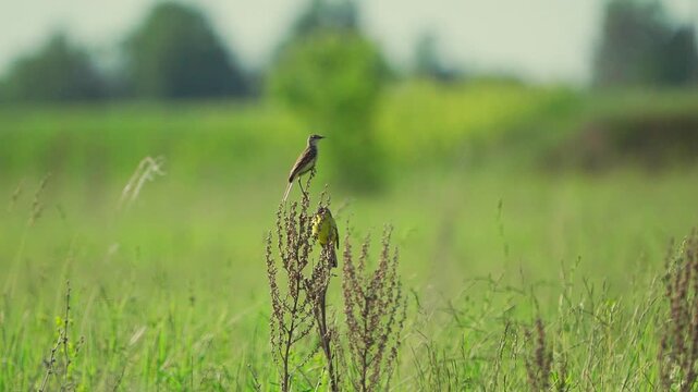    НЕ НАДО       ТРЯСКА   Yellow-headed Wagtails (Motacilla flava). Male and female sitting on a branch against a green  background.   Slow motion.