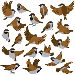 vector drawing birds, sparrows, hand drawn illustration, isolated on white nature design elements
