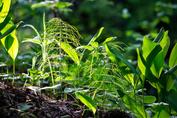 Lush green horsetail shoots glisten with morning dew, bathed in soft sunlight on the forest floor, surrounded by vibrant foliage