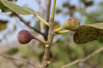 Ficus Carica or the Fresh fig, summer foods