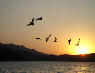 Aves volando en el Lago de Valle de Bravo 