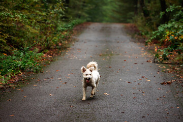 Happy dog playing in foggy forest in early autumn