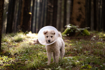 Happy dog playing in foggy forest in early autumn
