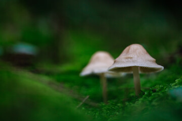  Beautiful fairy tale image with little mushrooms in autumn forest