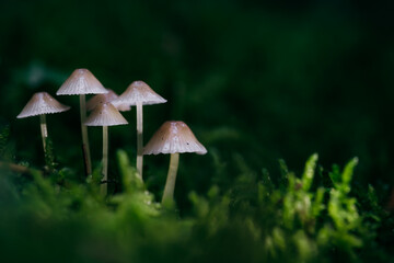 Fototapeta premium Beautiful fairy tale image with little mushrooms in autumn forest