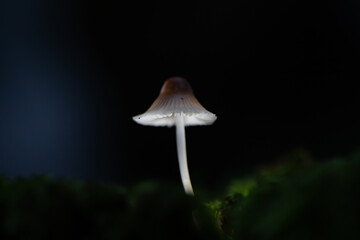 Beautiful fairy tale image with little mushroom in autumn forest