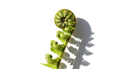 Isolated green fern leaf vector illustration of natural fresh foliage on a white background