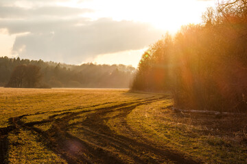 Golden field with prominent tire tracks winding towards a sun-drenched forest edge, beautifully bathed in warm, radiant light