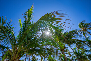Palm pattern. Nature tropical landscape. Summer coast view. Green palm tree on blue sky. Tropical...