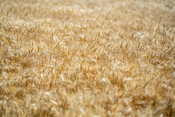 Ear of wheat background. Countryside landscape with ears of wheat and farmland in the background. Farm scene with golden ears of wheat. Wheat field with detailed ears.