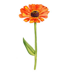 watercolor drawing flower of zinnia isolated at white background, floral element, hand drawn botanical illustration