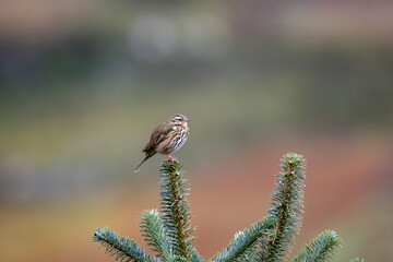 Olive-backed pipit