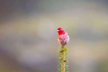Common rosefinch