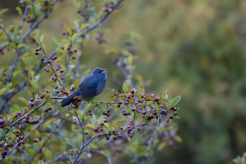 White-bellied redstart