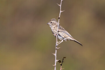 Himalayan beautiful rosefinch